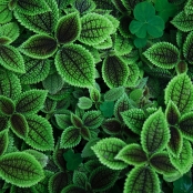 leaves